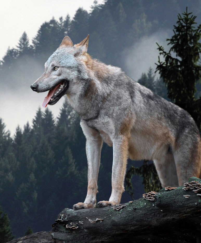 Wildways image of wolf with trees in the background